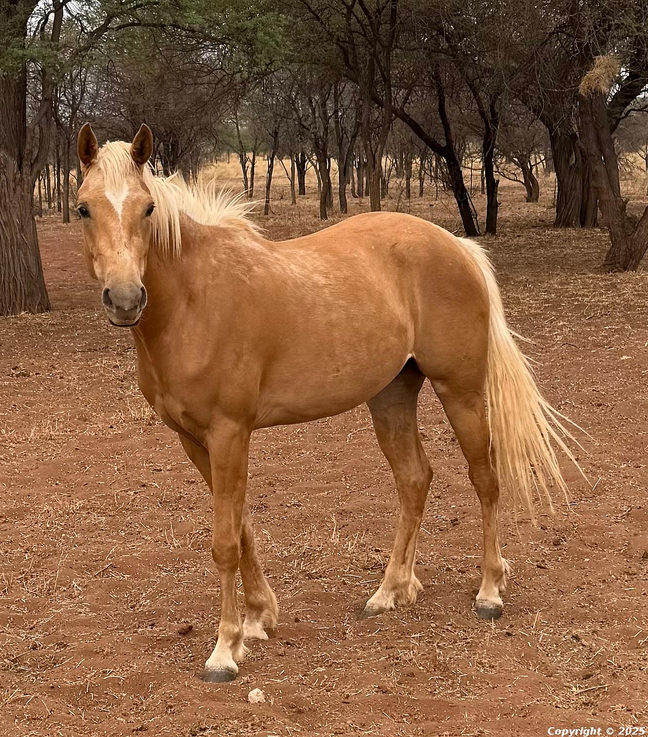 Arabesque Ms Freckled Whiz